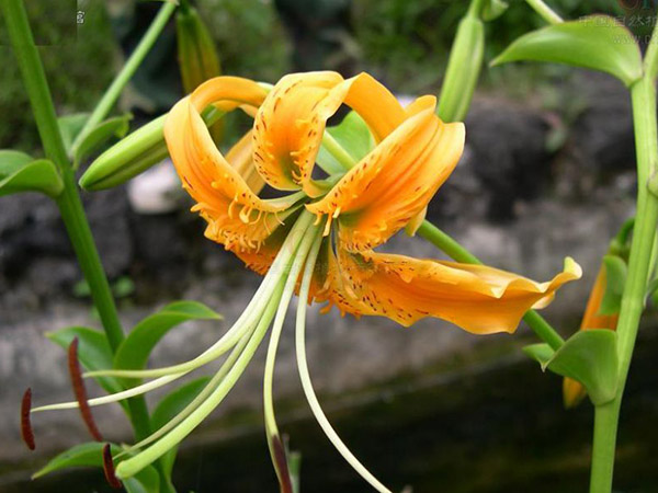 淡黄花百合